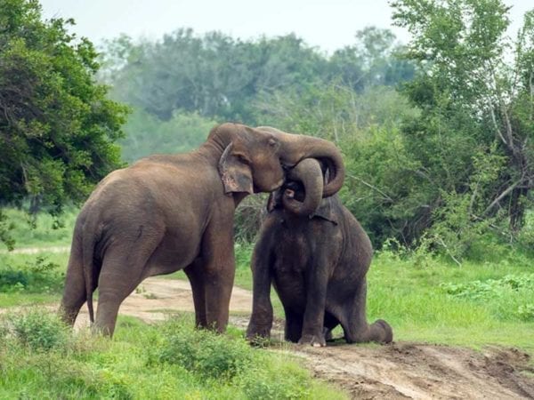 Elephants-in-sri-lanka
