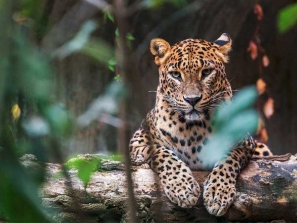Leopards-in-Sri-Lanka